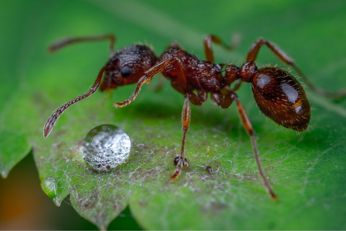 domowa hodowla mrówek